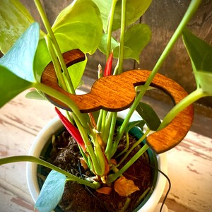 以下が含まれることがあります： 白い鉢に植えられた緑色の植物に、木の「3」の数字の植物支柱が立てられています。植物は赤と緑の葉をしています。