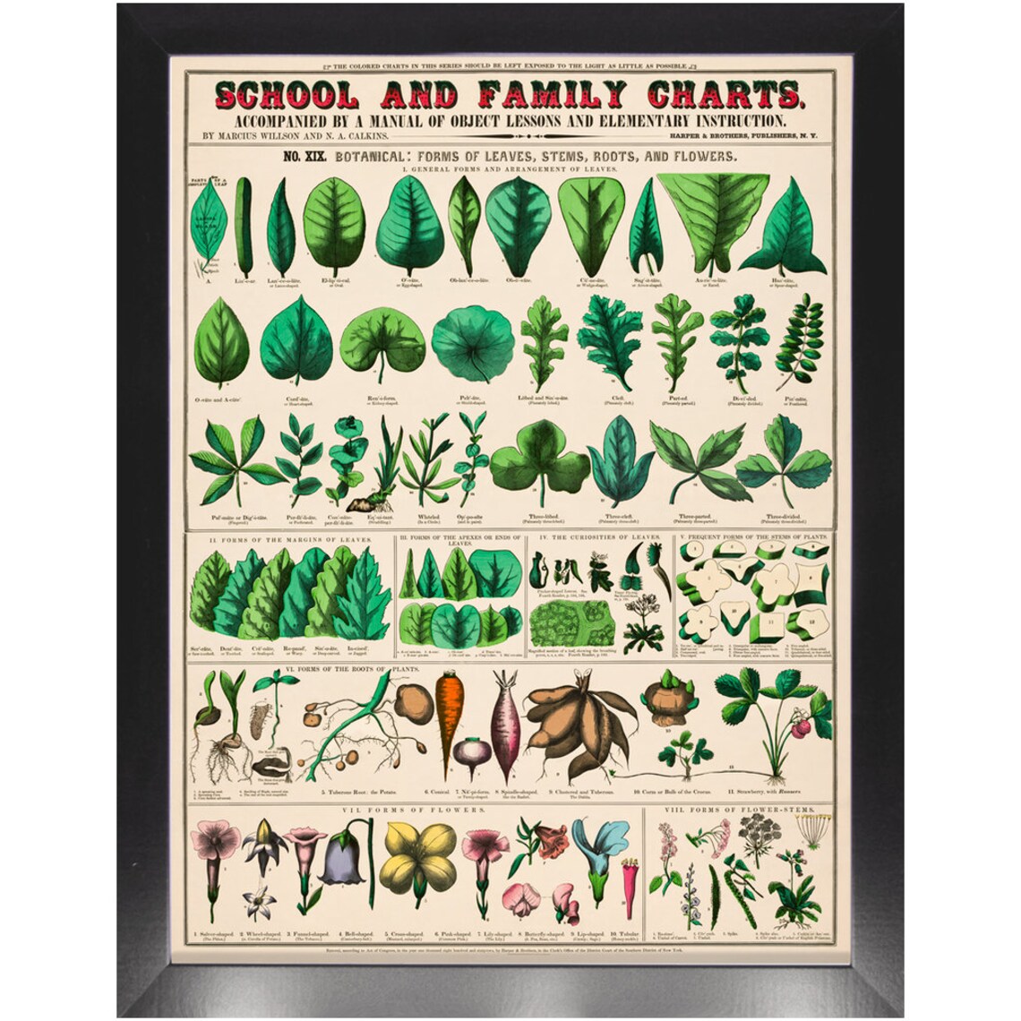 Botany Framed Wall Art For Scientific Minds This Is A Great Etsy