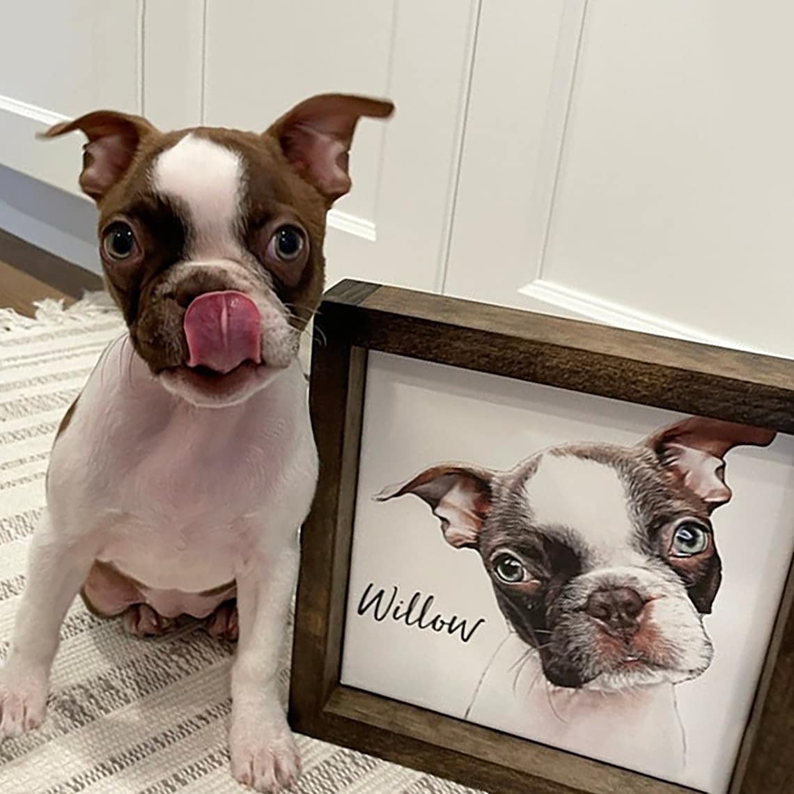 A Boston Terrier pup sitting next to a custom framed portrait of himself featuring the name Willow.