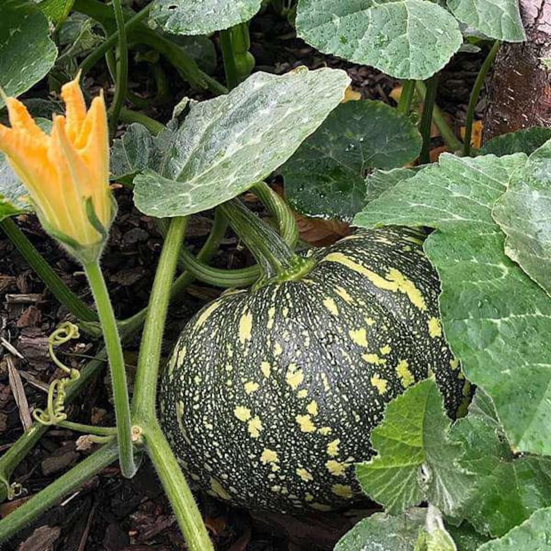 Indian Pumpkin Seeds10 Seeds Etsy