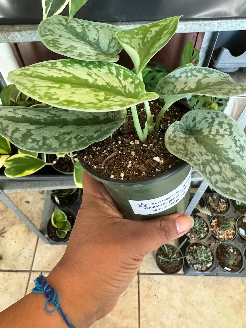Amazing Creation Scindapsus pictus Pothos Plant