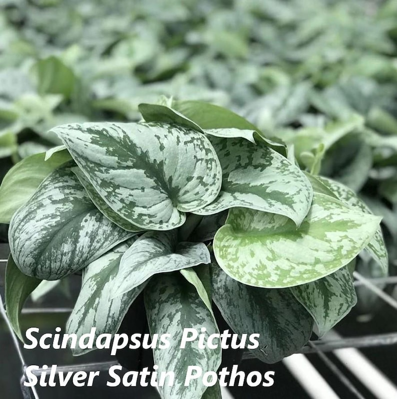 Amazing Creation Scindapsus pictus Pothos Plant - Thumbnail 3