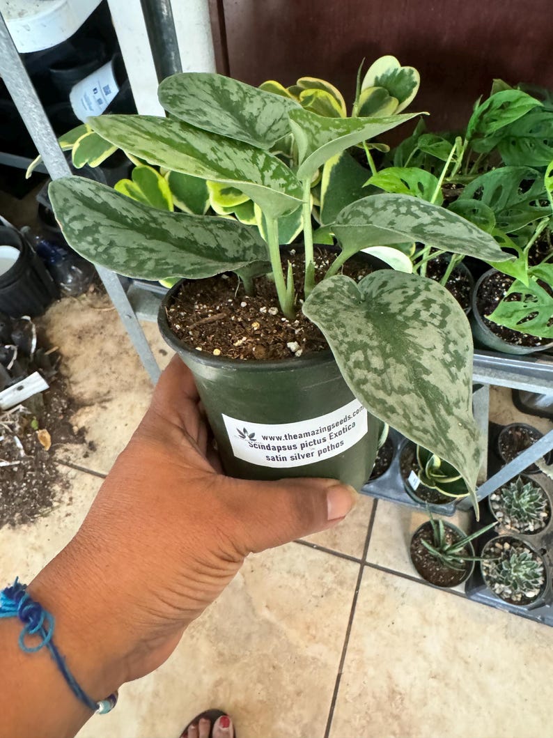 Amazing Creation Scindapsus pictus Pothos Plant - Thumbnail 4