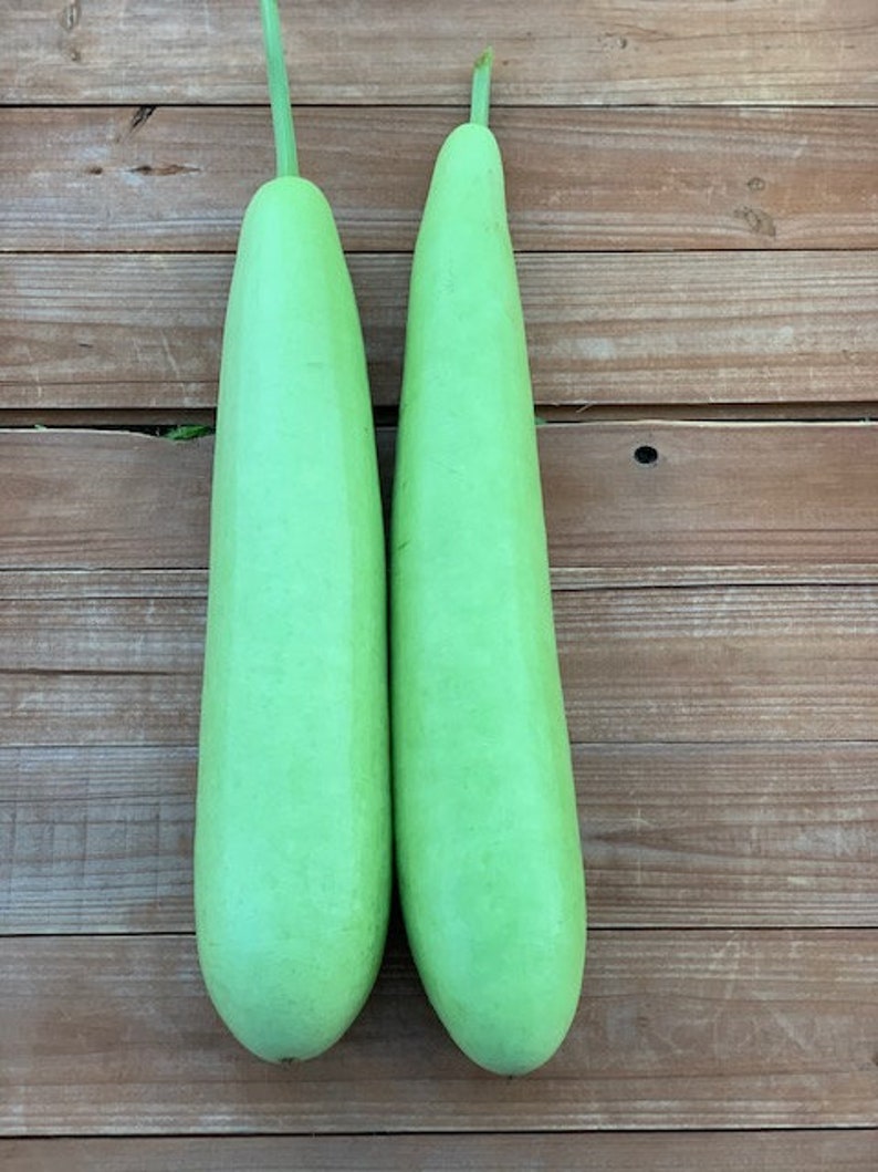 Edible Long Bottle Gourd Seeds /asian Indian Opo Etsy Australia