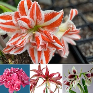 Amaryllis Bulb in Bag, Double Dream PINK, Papillio,, La Paz, bogota,Galaxy Bouquet,  Gervase,Doublet,Gift for everyone