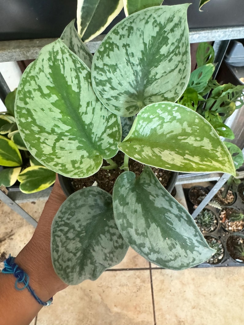 Amazing Creation Scindapsus pictus Pothos Plant - Thumbnail 2