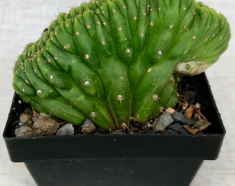 Cactus cristata (small size)