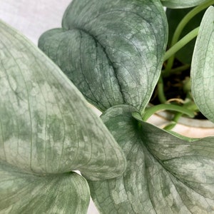 May include: Close-up of a silver-green plant with large, textured leaves. The leaves have a mottled appearance, with lighter green patches.