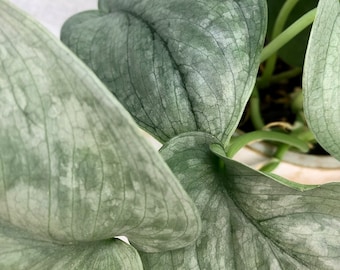 Scindapsus