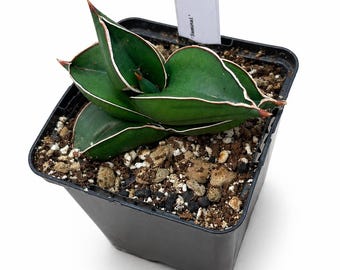 Sansevieria / Dracaena