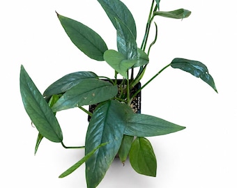 Epipremnum pinnatum 'Cebu Blue' – Exotic climbing or trailing indoor plant, collectible aroid