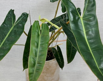 Philodendron billietiae