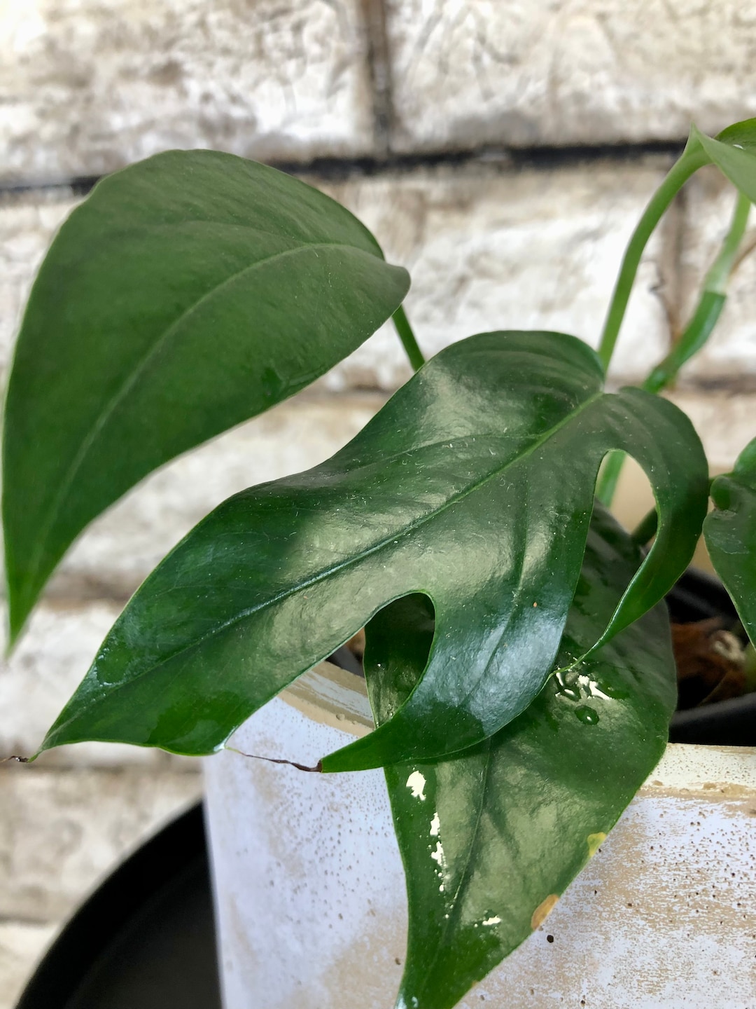 Epipremnum pinnatum 'Cebu Blue' green form - Etsy México