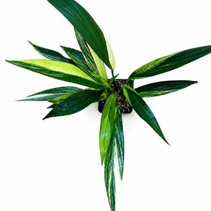 Op de afbeelding: Bovenaanzicht van een potplant met lange, bonte bladeren. De bladeren zijn voornamelijk groen met witte en gele strepen. De plant staat in een vierkante zwarte pot tegen een witte achtergrond. De bladeren zijn lang en puntig.