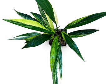 Epipremnum