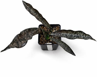 Sansevieria 'Star Canyon Granite' – collectible succulent houseplant