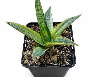 Sansevieria 'Gabriella Crown' | Exotic Collector's Houseplant | Compact Sansevieria with Rigid Leaves