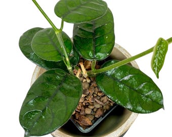 Hoya