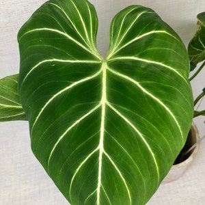 Philodendron gloriosum