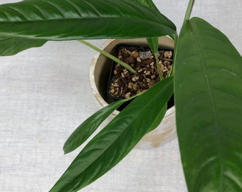 Rhaphidophora