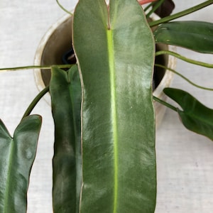 Könnte beinhalten: Nahaufnahme einer grünen Pflanze mit großen, herzförmigen Blättern. Die Blätter haben eine ausgeprägte hellgrüne Ader, die durch die Mitte verläuft. Die Ränder der Blätter sind rotbraun.