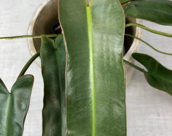 Philodendron atabapoense (M size)