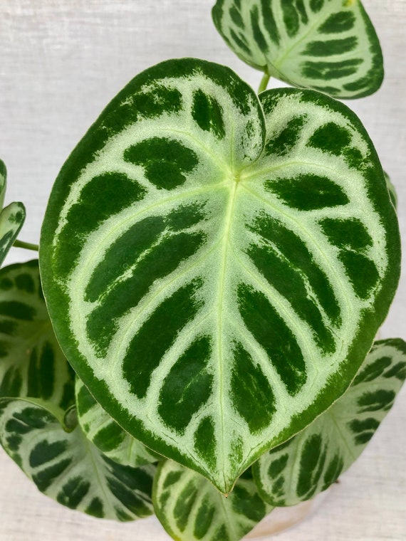 Anthurium crystallinum 2024