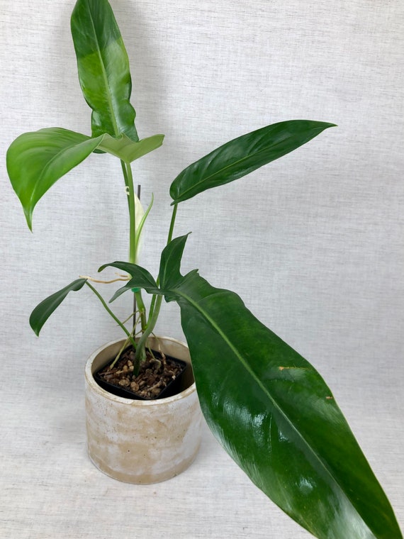 plants lucky bamboo Lucky Bamboo main image 1