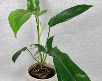 Philodendron