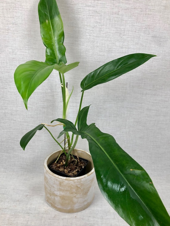 pothos plant light House Plant 4-POTHOS-NEON Neon Pothos Plant in 4 in. Pot