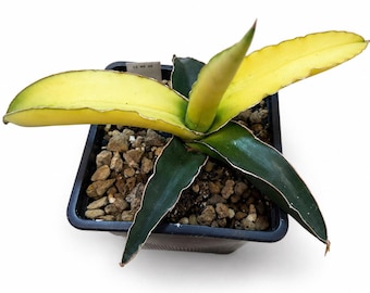 Sansevieria 'Star Canary' | Compact exotic houseplant with yellow and green leaves
