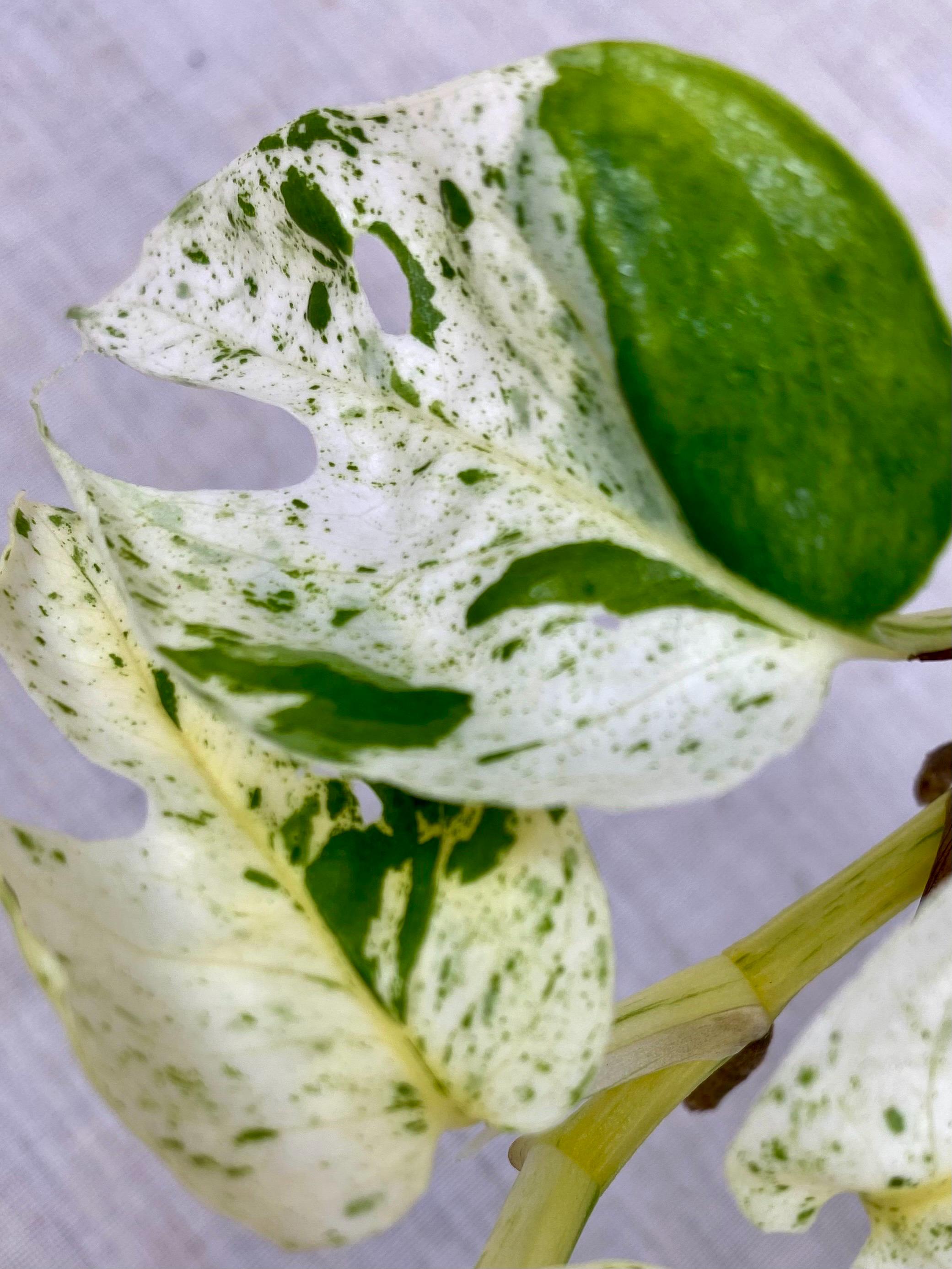 Pothos (Epipremmum aureum) La pianta perfetta per interni | large