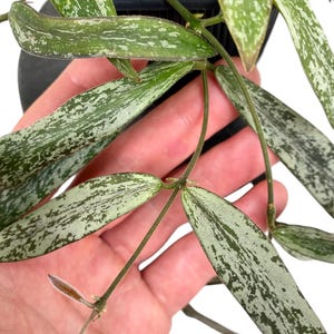 Hoya sigillatis