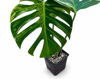 Monstera