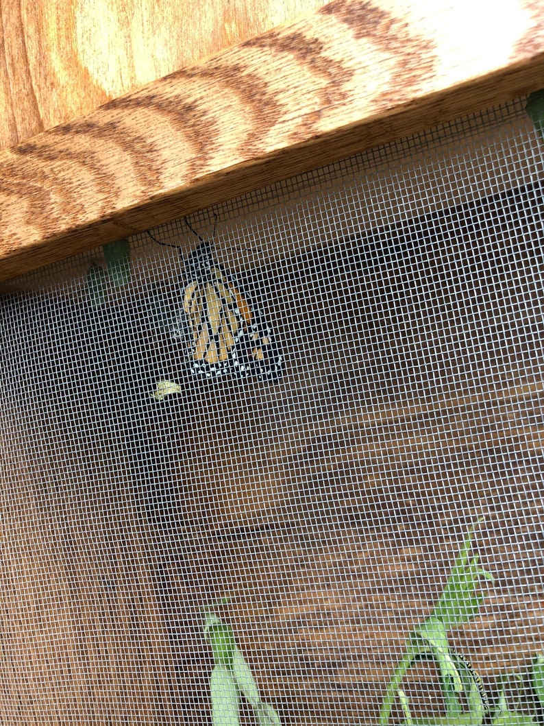 Butterfly Habitat pdf Construction Plan DIY Etsy