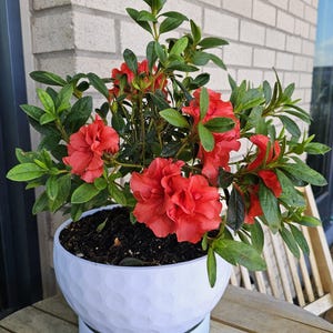 May include: A potted azalea plant with vibrant red flowers and lush green leaves. The plant is in a white, textured pot with a matching saucer. The azalea is placed on a wooden table, with a brick wall in the background.