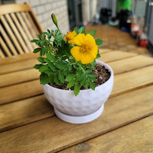 Small Golf ball themed planter with drainage
