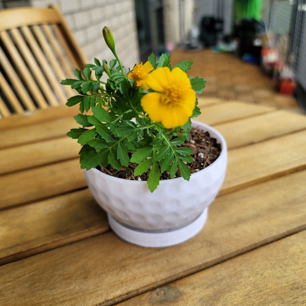 Golf ball themed planter with drainage