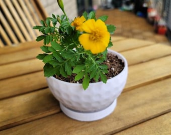 May include: A potted marigold plant with bright yellow flowers and green foliage. The plant is in a white, textured ceramic pot with a matching saucer. The pot sits on a wooden table.