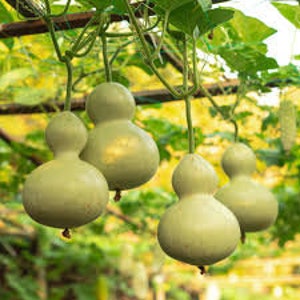 Birdhouse Gourd Seeds- Organic, Heirloom, Homegrown in Arkansas- 15 Seeds, Calabash, Bottle Gourd