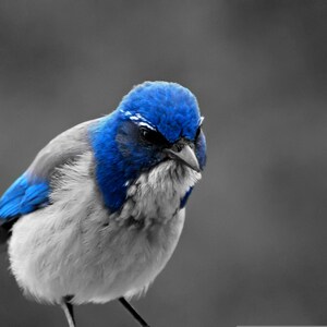 May include: A blue jay with a bright blue head and a white body. The bird is looking down with a serious expression.