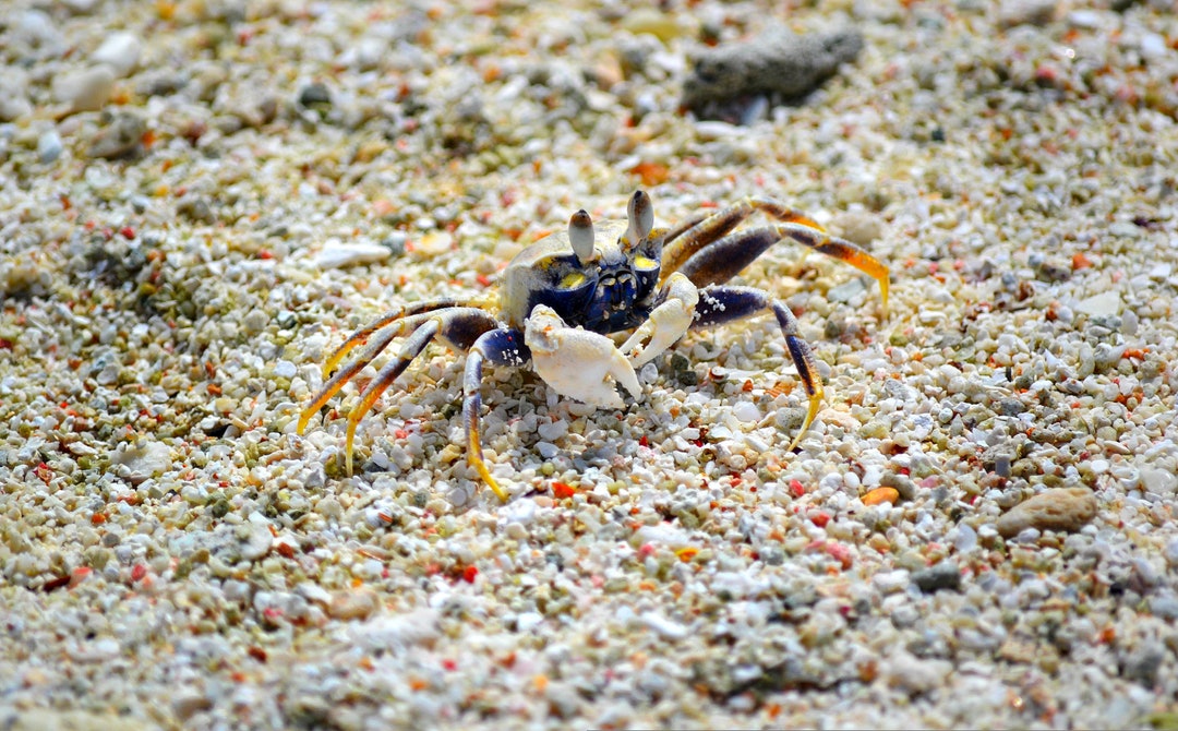 Tahiti/tetiaroa/tropical Photo/photography/travel Photography/wall