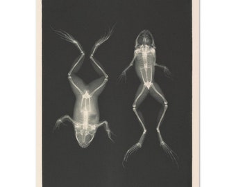 Vintage Frog X-Ray Print: Natural History Science Poster