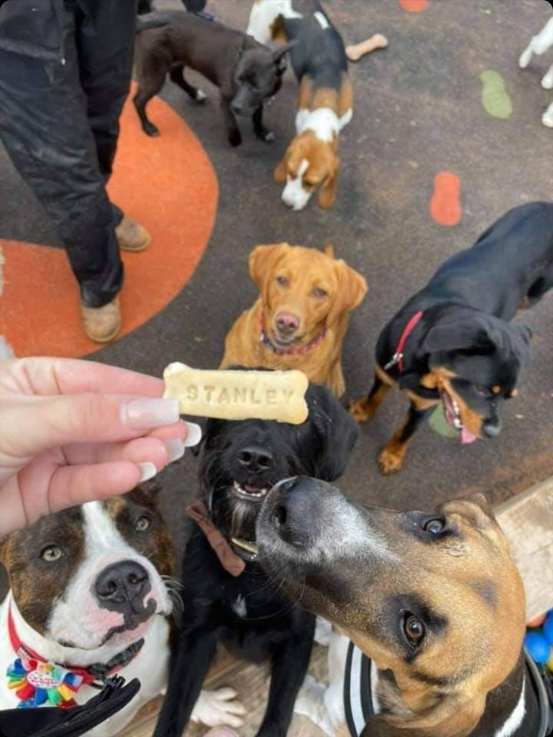 personalised dog biscuits