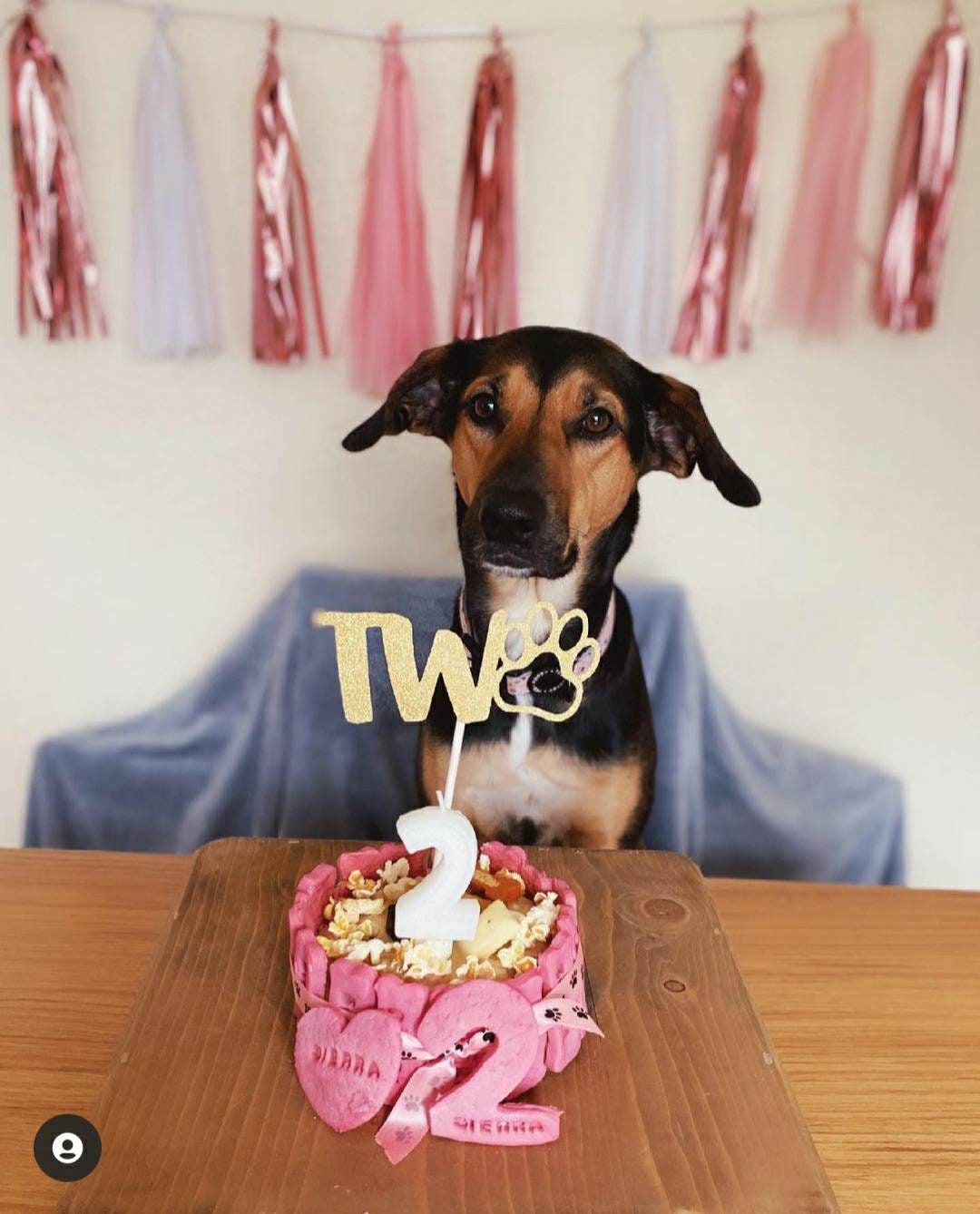 puppy 1st birthday cake