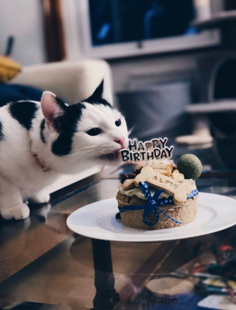 Cat Birthday Cake Birthday Cake for Cats Etsy