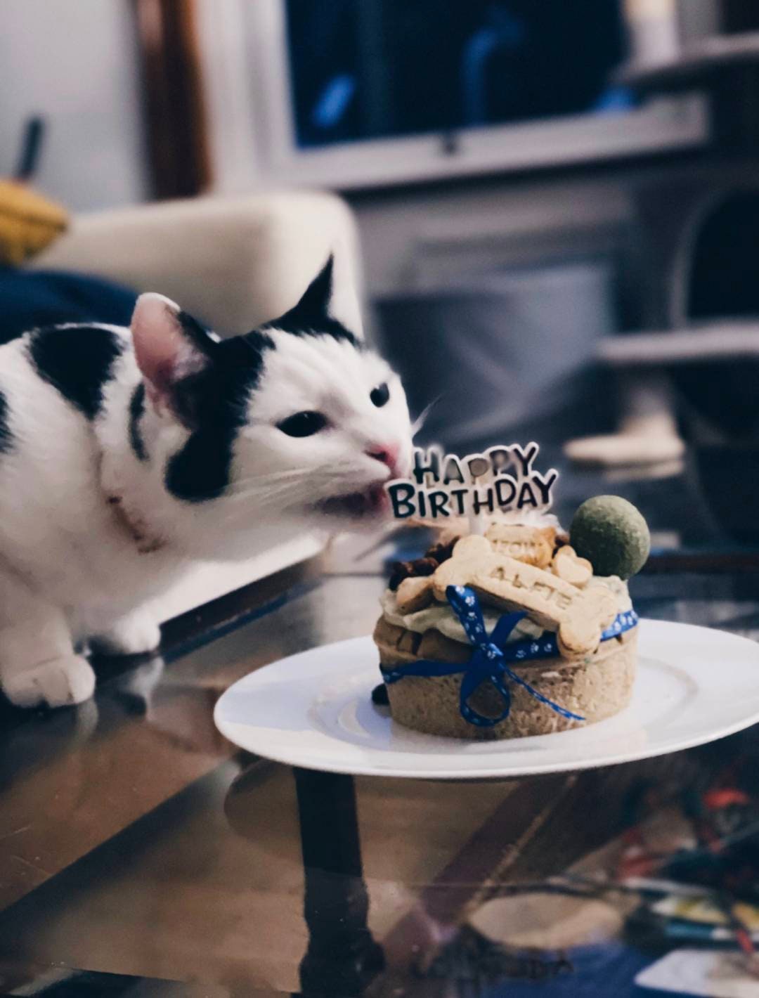 Cat Birthday Cake Birthday Cake for Cats Etsy UK