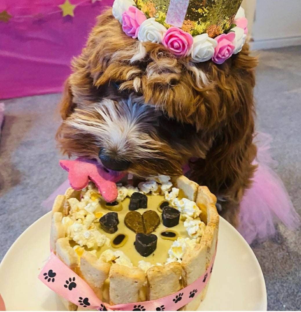 dog unicorn cake