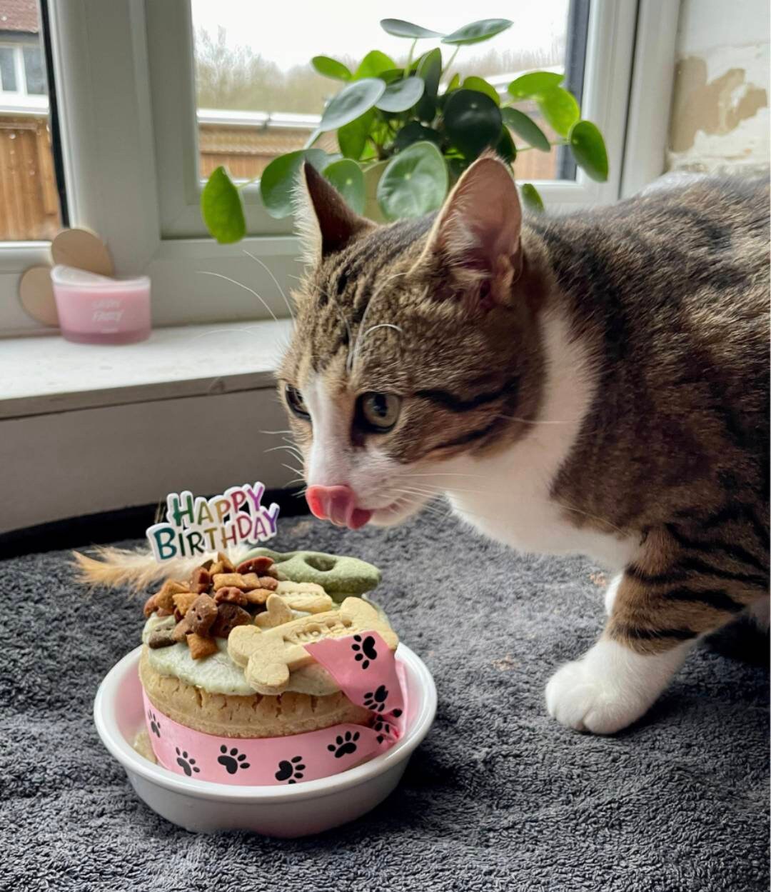 Cat Birthday Cake Birthday Cake for Cats Etsy