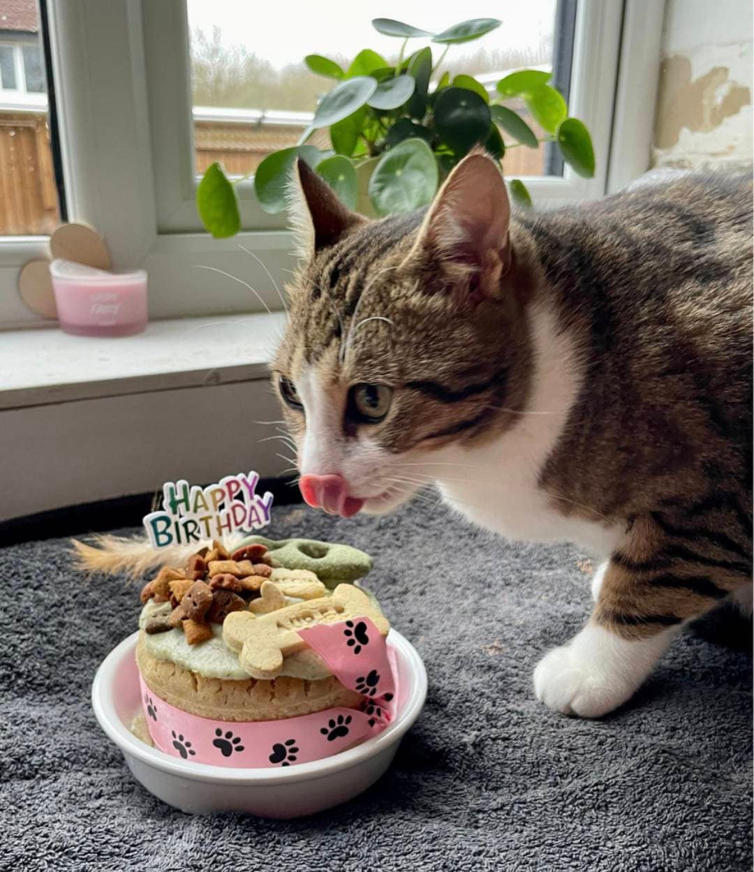 Cat Birthday Treats Etsy UK